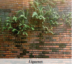 Verdín verde por humedad en paredes exteriores