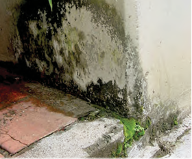 Manchas de moho negro por humedad en paredes